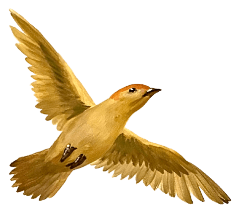 Birdie Icon